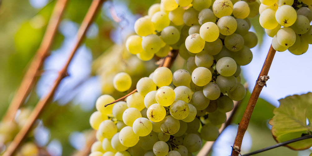 Bacchus