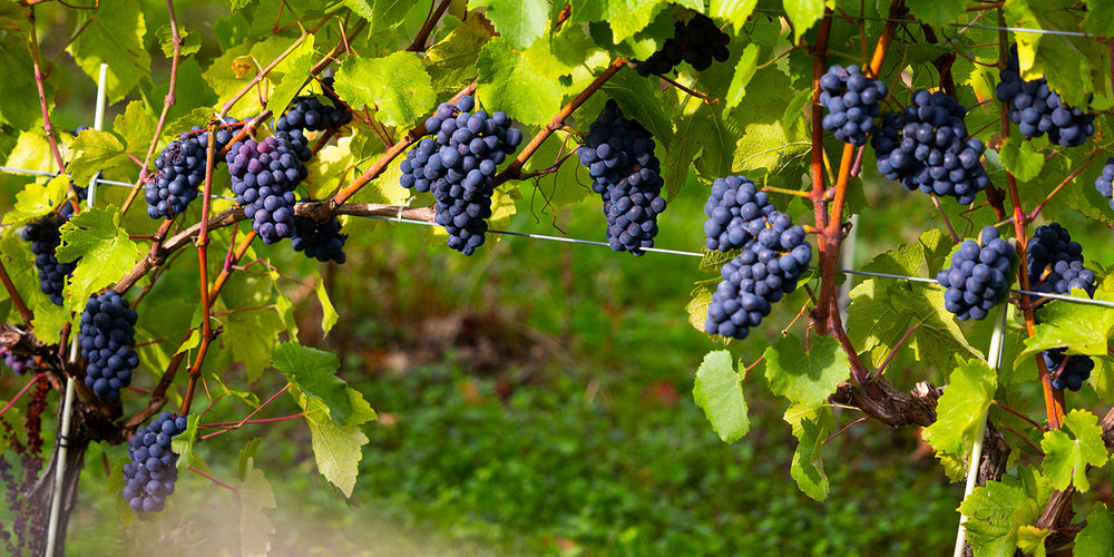 Pinot Noir
