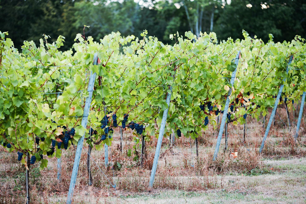 Pinot Noir Précoce
