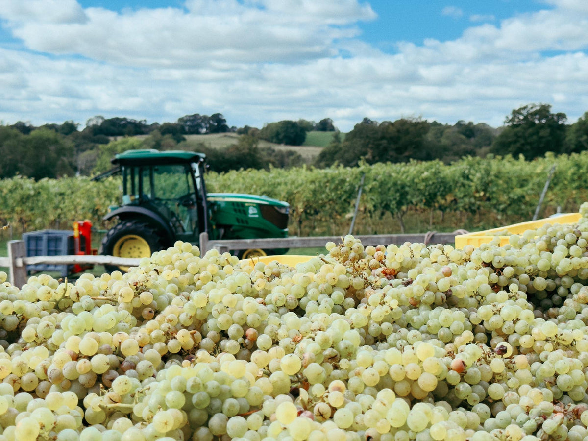 Bacchus grapes at Dillions vineyard for White wine making.